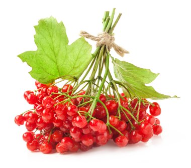Kırmızı viburnum üzümü