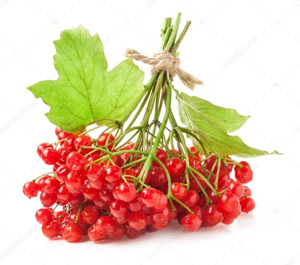 Red viburnum berries