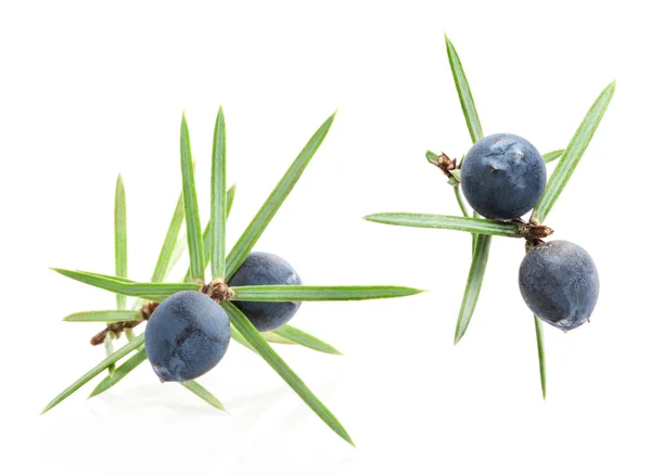 Juniper twig with berries — Stock Photo, Image