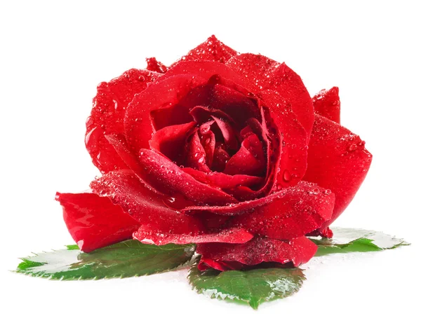 Rosa rossa con foglie isolate su bianco — Foto Stock