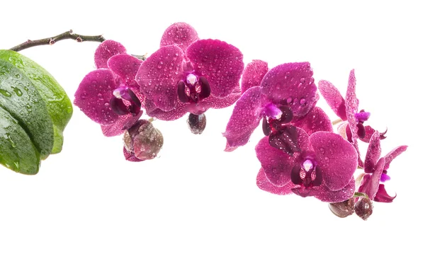 Orchidej květiny izolované na bílém pozadí — Stock fotografie