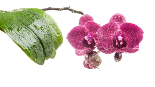 Flores de orquídea isoladas — Fotografia de Stock