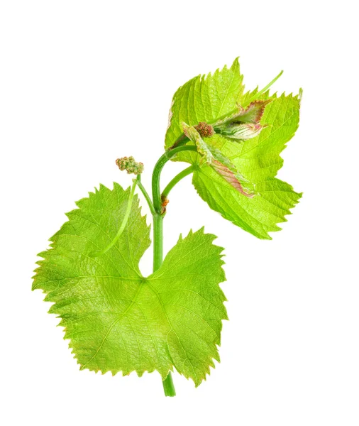 Frisches grünes Traubenblatt isoliert auf weißem Hintergrund — Stockfoto