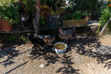 Sıcak yaz gününde bahçede su içen bedava tavuklar.