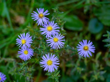 Bahçedeki yeşil yaprakların önünden leylak rengi çiçekler.