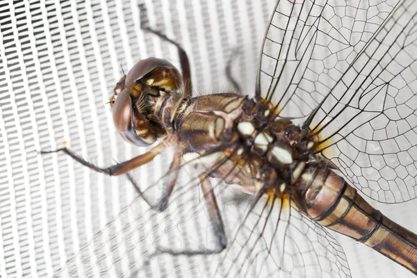 Dragonfly op de witte gordijn — Stockfoto