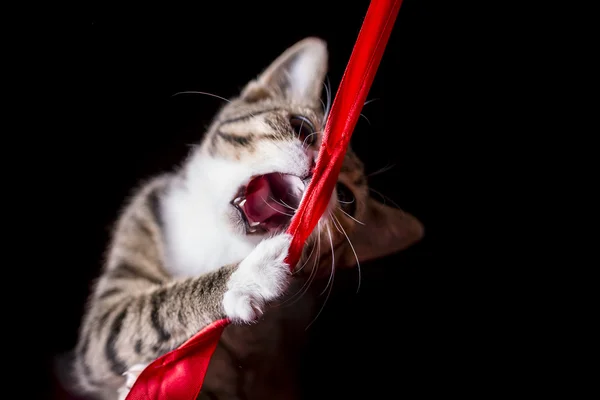 Милый котенок, ловящий красную нить в воздухе — стоковое фото