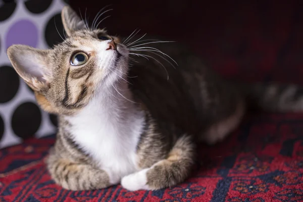 Симпатичный котенок на красной дорожке , — стоковое фото