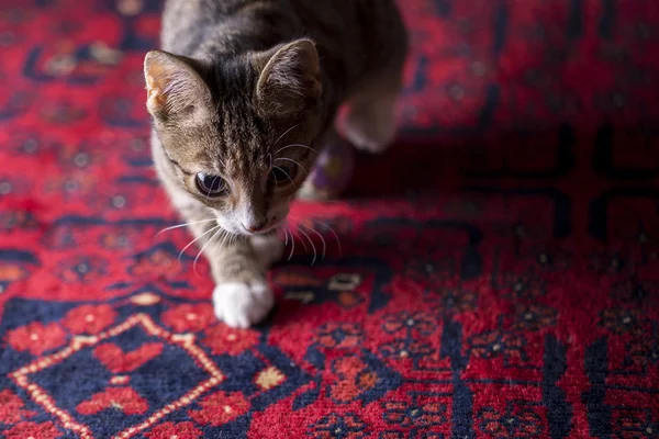 Симпатичный котенок на красной дорожке , — стоковое фото