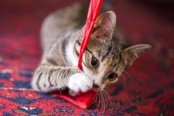 Симпатичный котенок, играющий с красным котенком — стоковое фото
