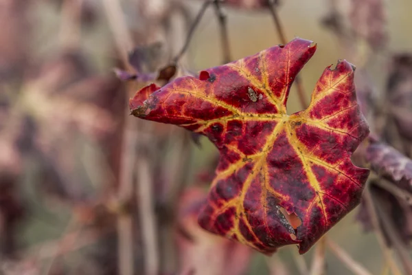 Осенний лист виноградника — стоковое фото