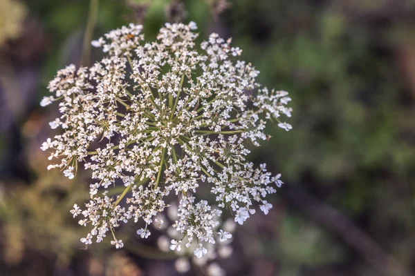 Königin Viktoria Spitze Stockbild