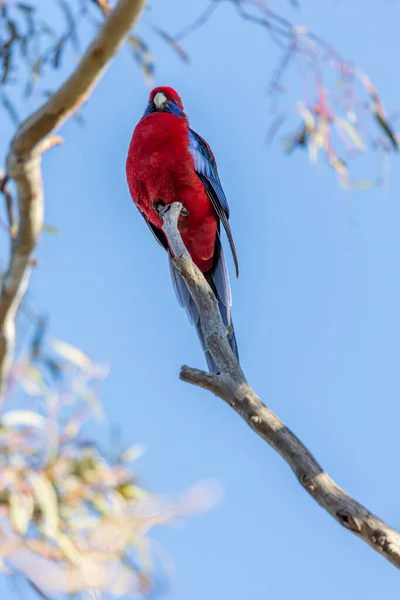 Red Bird Australia Crimson Rosella Tree — Stock Photo, Image