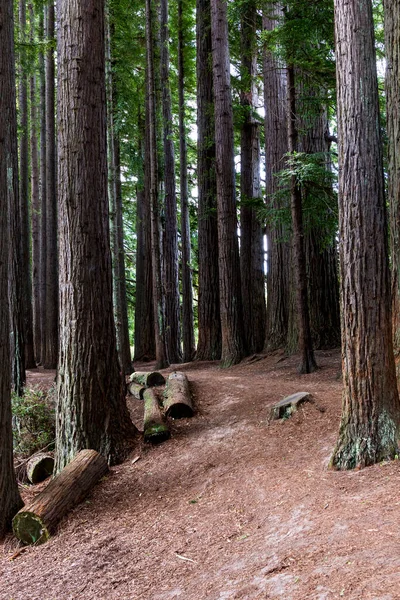 뉴질랜드에 나무가 — 스톡 사진
