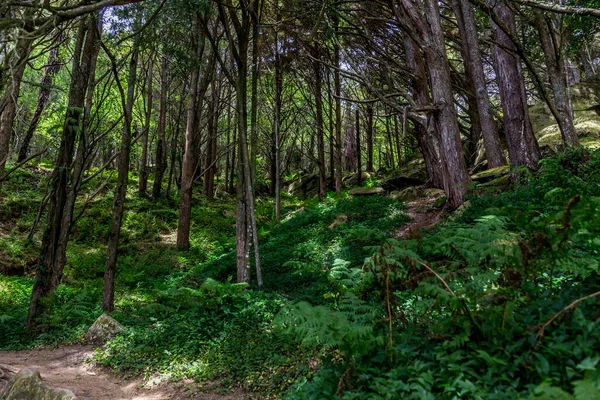 Grön Skog Nya Zeeland — Stockfoto