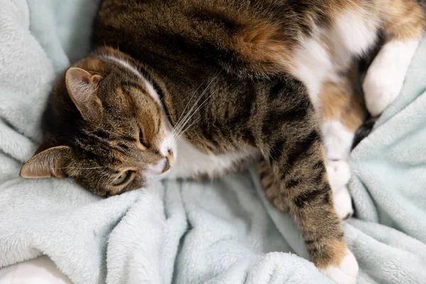 Tatlı kedi yatakta uyuyor.