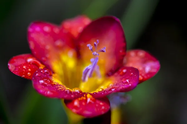 Freesia with Rain Droplets — Stock Photo, Image