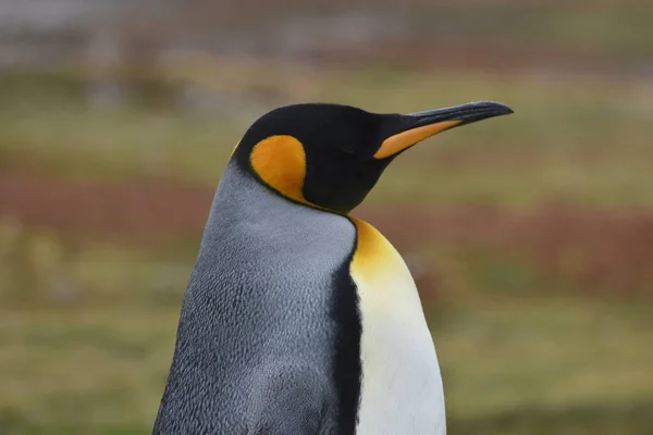 Tučňák Císařský Fotografie Pořízená Falklandských Ostrovech — Stock fotografie