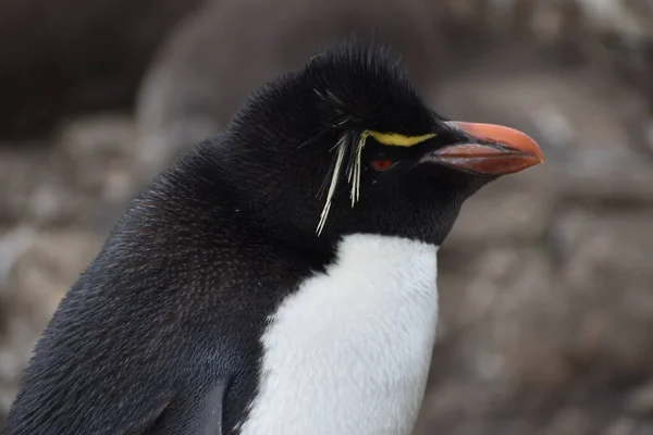 Pinguim Redhopper Seu Habitat Natural Fotografia Tirada Nas Ilhas Malvinas — Fotografia de Stock