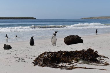 Gönüllü Noktası 'ndaki sahilde poz veren penguen. Gönüllü Noktası, Falkland Adaları 'nda, Doğu Falkland' ın doğu kıyısında yer alan bir burundur.