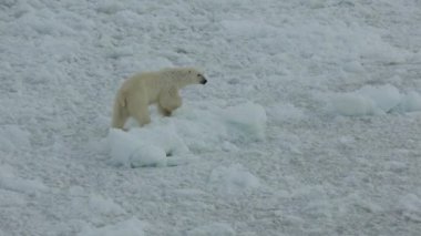 Kuzey Kutbu 'nda bir kutup ayısı buzun üzerinde yürür. Gemiden gelen izler. Kırılgan buz