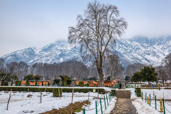 Landskapet Nishat Bagh Mughal Garden Vintersäsongen Srinagar Kashmir Indien — Stockfoto