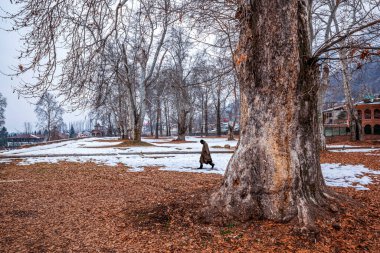 Nishat Bagh Babür Bahçe manzarası kış mevsimi, Srinagar, Kaşmir, Hindistan