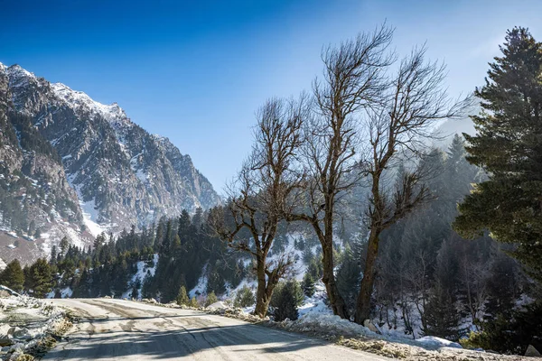 Smuk Udsigt Sonmarg Vinteren Sne Dækket Himalaya Bjerge Med Fyrretræer - Stock-foto