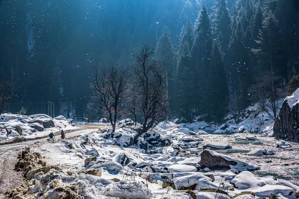 Bela Vista Sonmarg Inverno Neve Cobriu Montanhas Himalaia Com Pinheiros — Fotografia de Stock