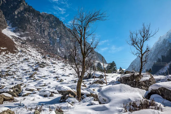 Hermosa Vista Sonmarg Invierno Nevadas Montañas Del Himalaya Con Pinos — Foto de Stock