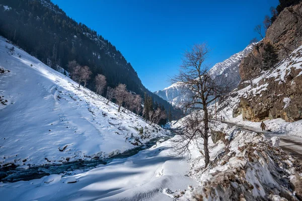 Vacker Utsikt Över Sonmarg Vintern Snötäckta Himalaya Berg Med Tallar — Stockfoto