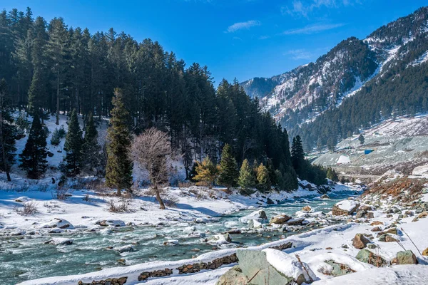 Vacker Utsikt Över Sonmarg Vintern Snötäckta Himalaya Berg Med Tallar — Stockfoto