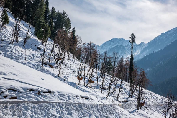 Pahalgam Kashmir Hindistan Yakınlarındaki Aru Vadisi Ndeki Kış Sahnesi — Stok fotoğraf