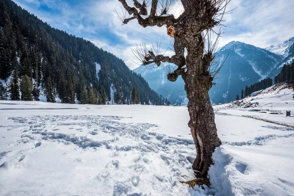 Vinterscenen Aru Valley Nära Pahalgam Kashmir Indien — Stockfoto