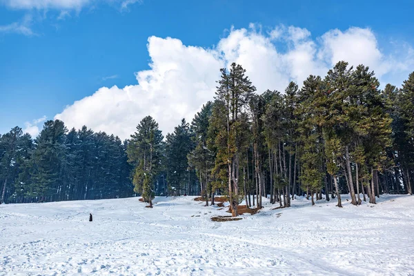 克什米尔Pahalgam Quot Baisaran Quot 山谷美丽的冬季风景 — 图库照片