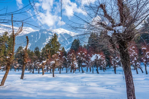 Vista Del Valle Betab Temporada Invierno Cerca Pahalgam Cachemira India — Foto de Stock
