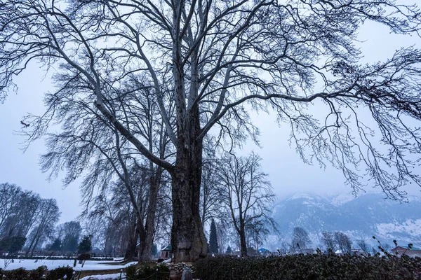 Sneen Dækkede Udsigt Shalimar Bagh Mughal Garden Vintersæsonen Srinagar Kashmir - Stock-foto