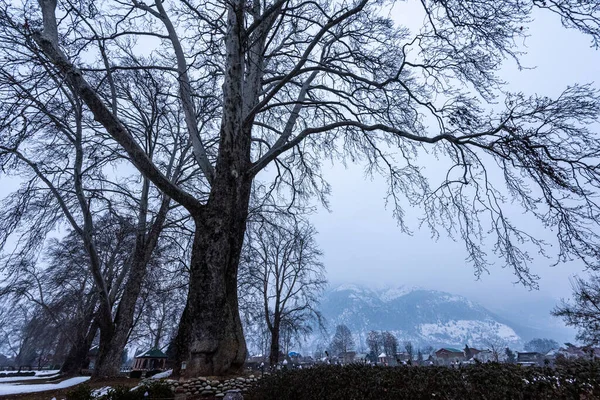 Vista Cubierta Nieve Shalimar Bagh Mughal Garden Durante Temporada Invierno — Foto de Stock