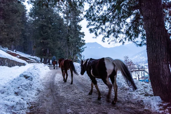 冬季的帕哈甘美丽景色 四周环绕着冰雪覆盖的喜马拉雅山 青松和松树线森林景观 免版税图库照片