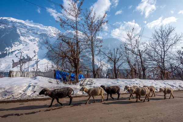インドのカシミール州パハルガム近くのチャンドワディに羊を運ぶ羊飼い ストックフォト