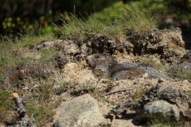 İsviçre - Alpen - Dağ sıçanı