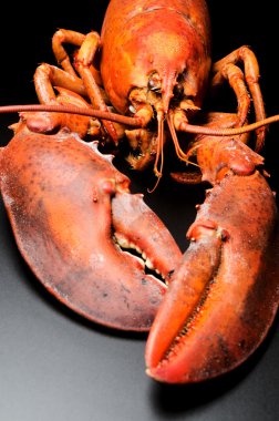 siyah üzerine pişmiş ıstakoz