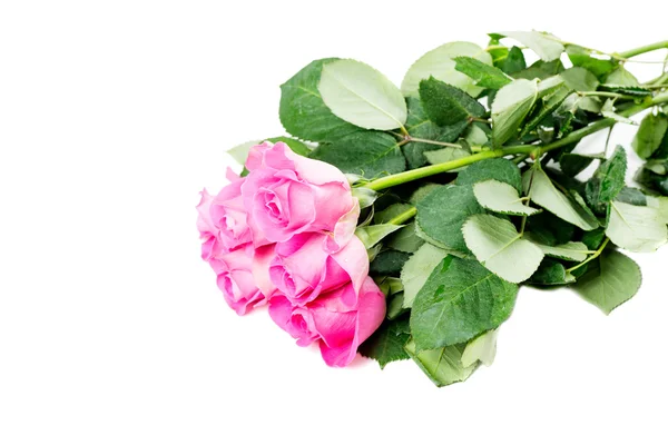 Elszigetelt fehér rózsaszín rózsa — Stock Fotó
