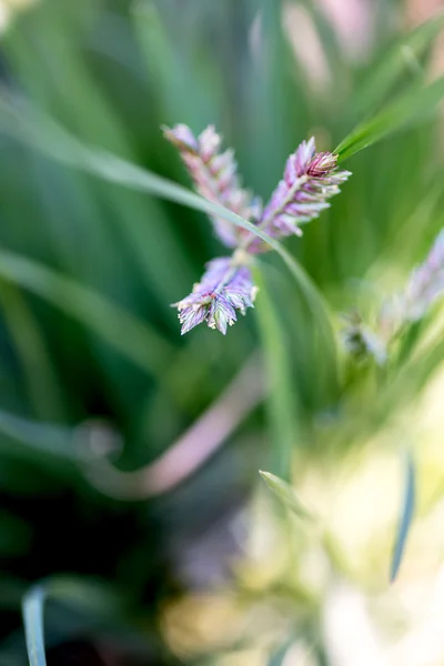 Płytkie dof dzikich kwiatów — Zdjęcie stockowe