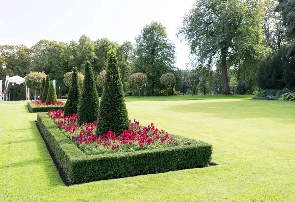 Árboles en jardín de la ciudad —  Fotos de Stock