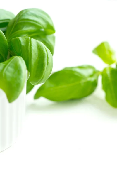 Fresh green basil — Stock Photo, Image