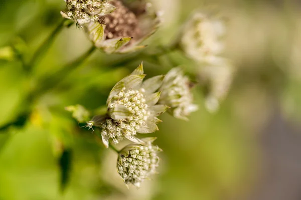 Wild flower közelről — Stock Fotó