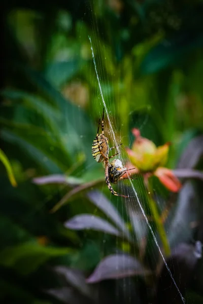 Wasp örümcek yemek arı web üzerinde — Stok fotoğraf
