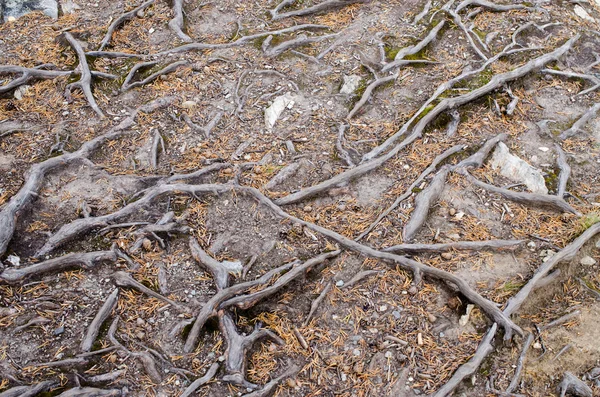 Tree roots on rocky ground — Stock Photo, Image