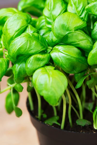 Potted basil plants — Stock Photo, Image